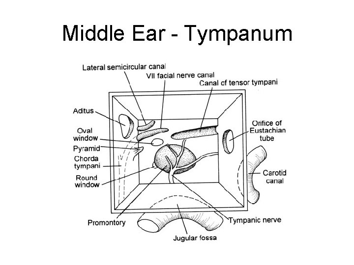 Middle Ear - Tympanum 