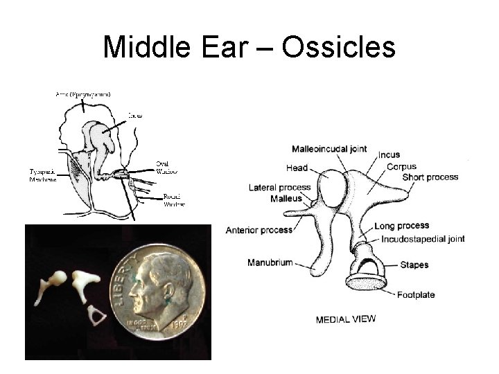 Middle Ear – Ossicles 