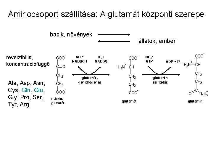 Aminocsoport szállítása: A glutamát központi szerepe bacik, növények reverzibilis, koncentrációfüggő Ala, Asp, Asn, Cys,