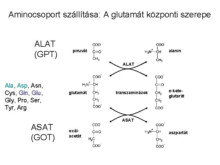 Aminocsoport szállítása: A glutamát központi szerepe ALAT (GPT) piruvát alanin ALAT Ala, Asp, Asn, Aminocsoport szállítása: A glutamát központi szerepe ALAT (GPT) piruvát alanin ALAT Ala, Asp, Asn,