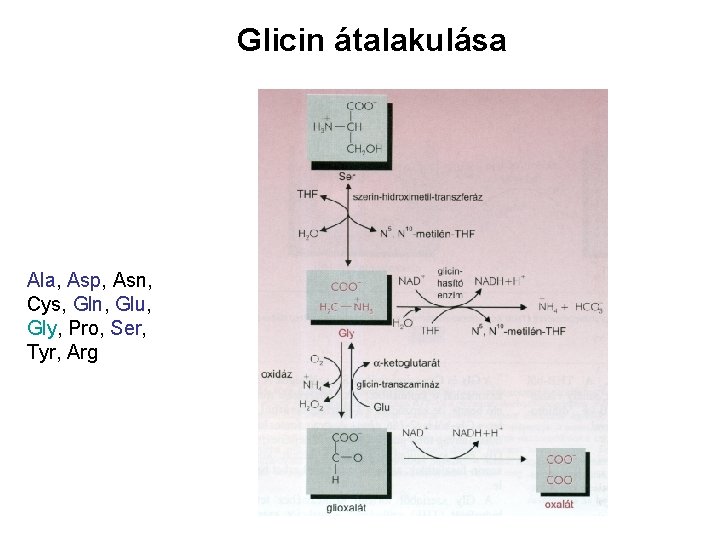 Glicin átalakulása Ala, Asp, Asn, Cys, Gln, Glu, Gly, Pro, Ser, Tyr, Arg 