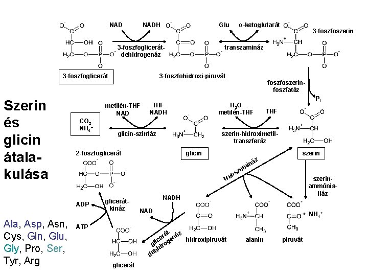 NAD NADH Glu 3 -foszfoglicerátdehidrogenáz 3 -foszfoglicerát Szerin és glicin átalakulása THF NADH foszerinfoszfatáz