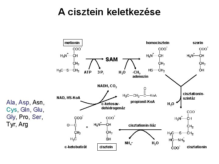 A cisztein keletkezése metionin homocisztein szerin SAM ATP 3 Pi H 2 O -CH