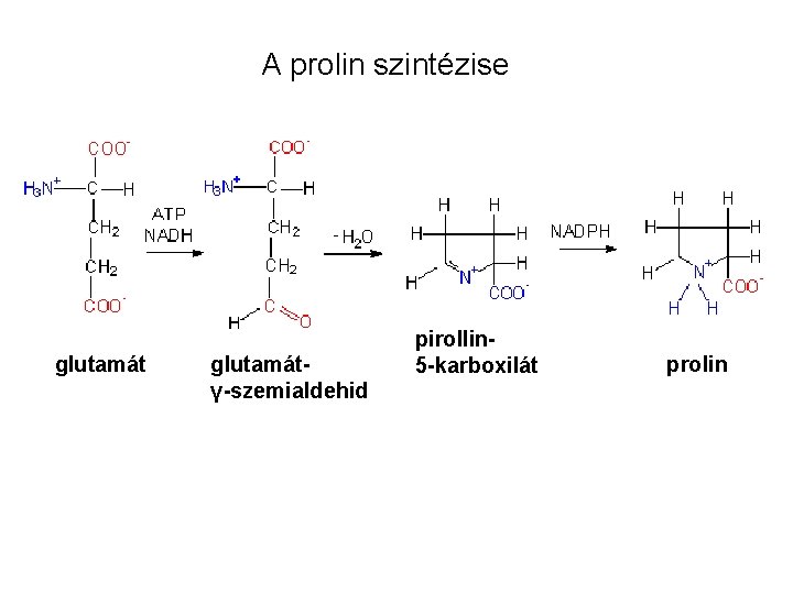 A prolin szintézise glutamátγ-szemialdehid pirollin 5 -karboxilát prolin 