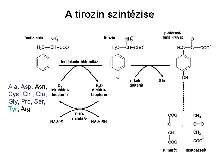 A tirozin szintézise fenilalanin p-hidroxifenilpiruvát tirozin fenilalanin-hidroxiláz Ala, Asp, Asn, Cys, Gln, Glu, Gly,