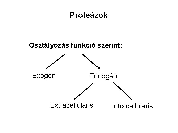 Proteázok Osztályozás funkció szerint: Exogén Endogén Extracelluláris Intracelluláris 