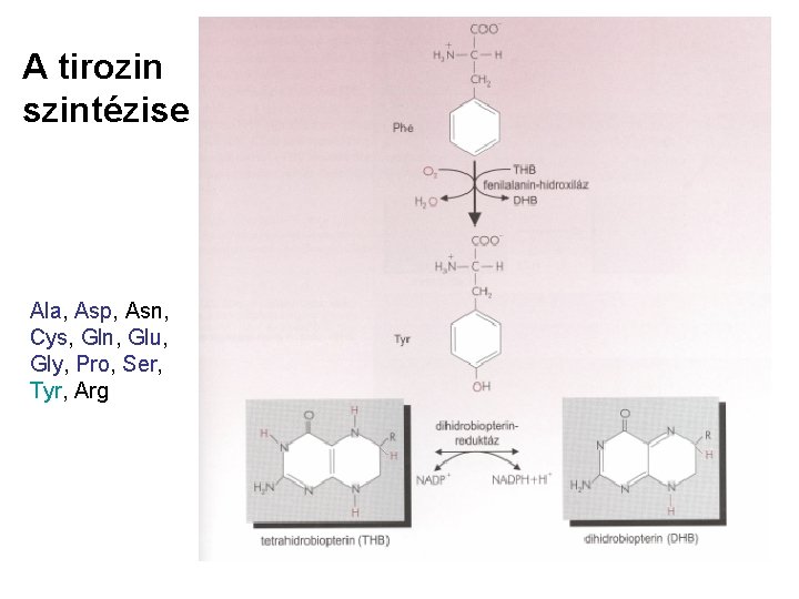 A tirozin szintézise Ala, Asp, Asn, Cys, Gln, Glu, Gly, Pro, Ser, Tyr, Arg