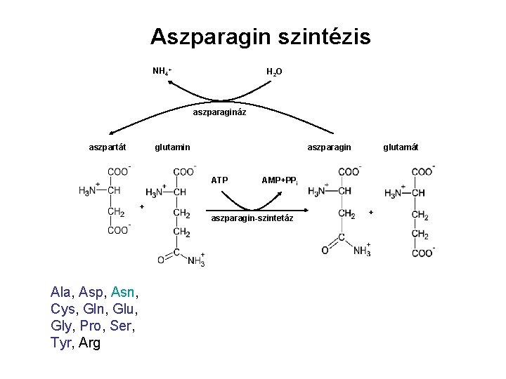 Aszparagin szintézis NH 4+ H 2 O aszparagináz aszpartát glutamin aszparagin ATP AMP+PPi +