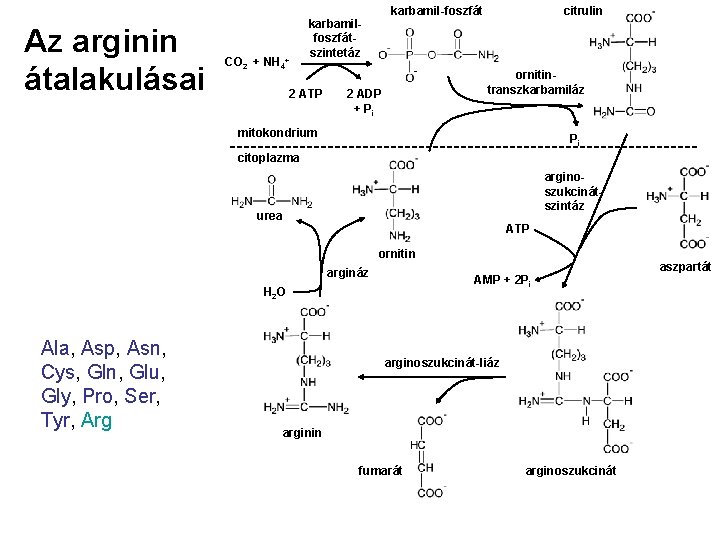 Az arginin átalakulásai CO 2 + NH 4+ karbamil-foszfát karbamilfoszfátszintetáz 2 ATP citrulin ornitintranszkarbamiláz