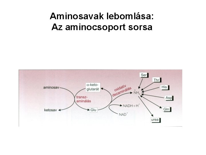 Aminosavak lebomlása: Az aminocsoport sorsa 