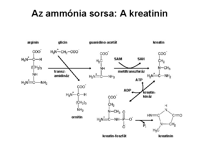 Az ammónia sorsa: A kreatinin arginin glicin guanidino-acetát kreatin SAM transzamidináz SAH metiltranszferáz ATP