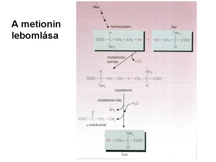 A metionin lebomlása 