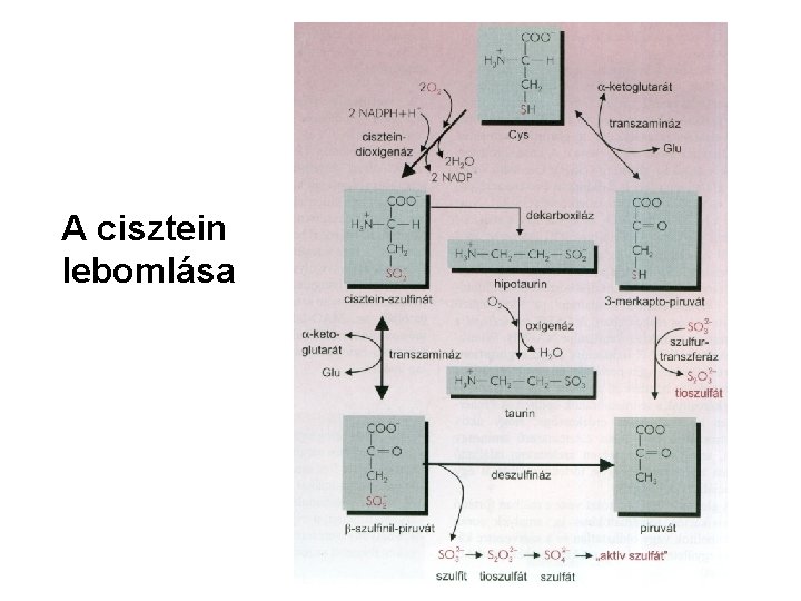 A cisztein lebomlása 