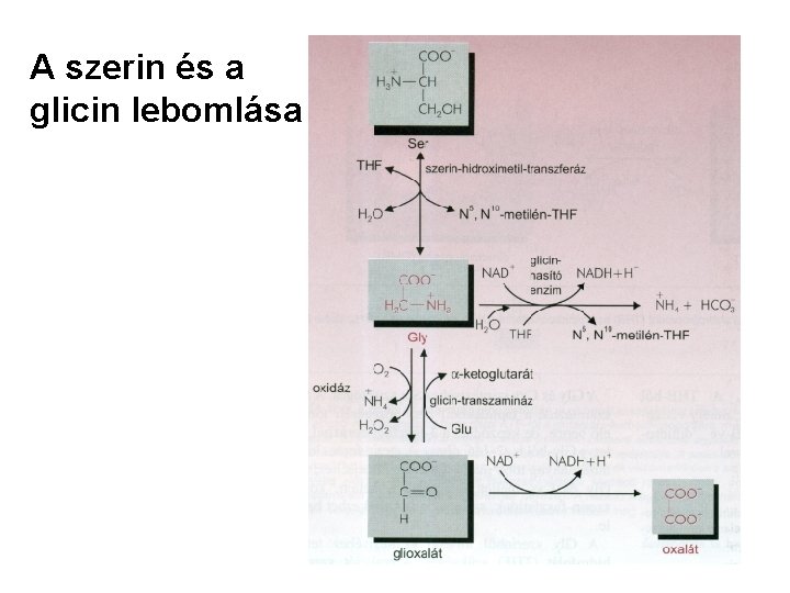 A szerin és a glicin lebomlása 