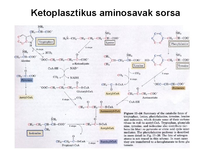 Ketoplasztikus aminosavak sorsa 