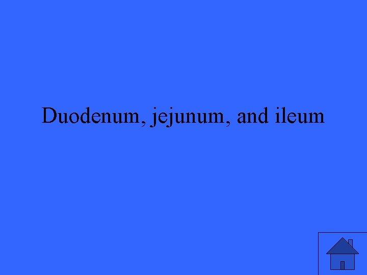 Duodenum, jejunum, and ileum 