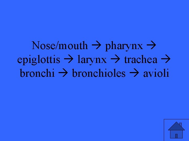 Nose/mouth pharynx epiglottis larynx trachea bronchioles avioli 
