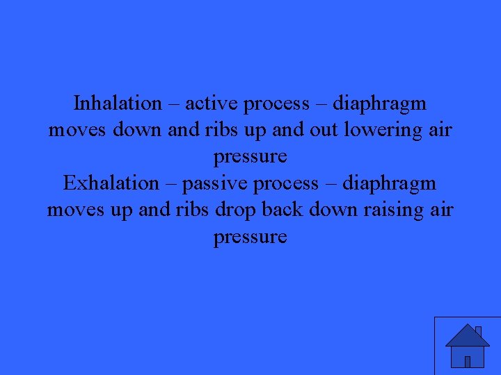 Inhalation – active process – diaphragm moves down and ribs up and out lowering