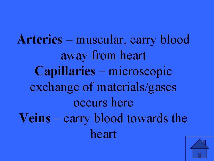 Arteries – muscular, carry blood away from heart Capillaries – microscopic exchange of materials/gases