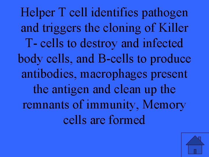 Helper T cell identifies pathogen and triggers the cloning of Killer T- cells to