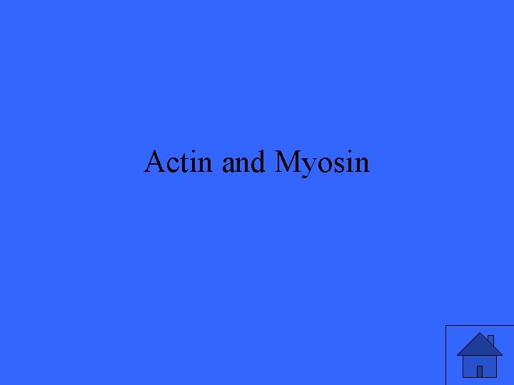 Actin and Myosin 