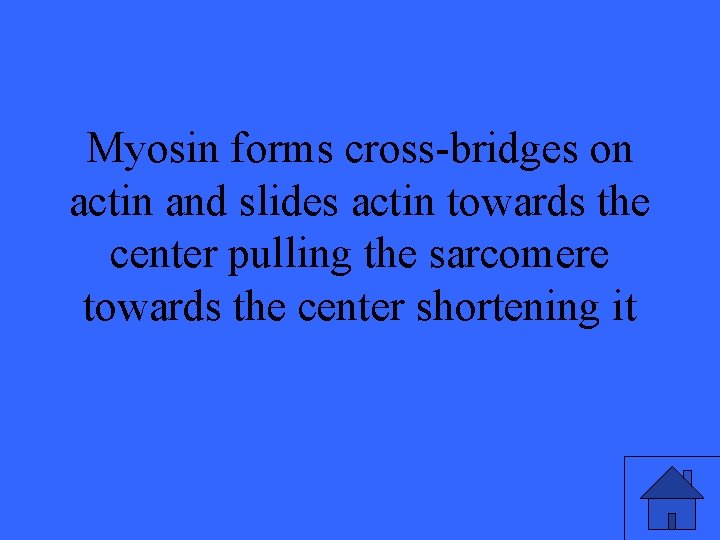 Myosin forms cross-bridges on actin and slides actin towards the center pulling the sarcomere