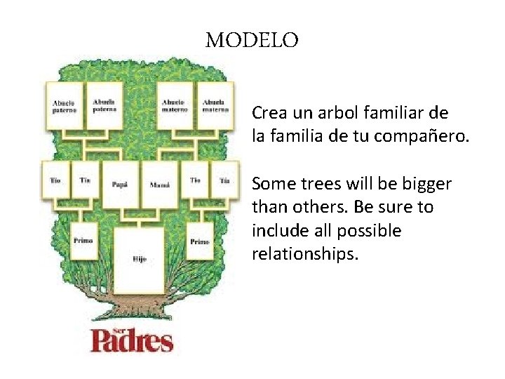 MODELO Crea un arbol familiar de la familia de tu compañero. Some trees will