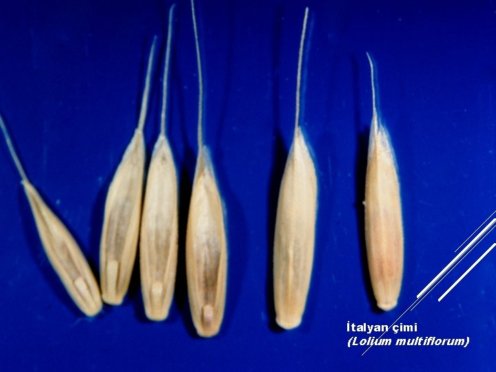 İtalyan çimi (Lolium multiflorum) 