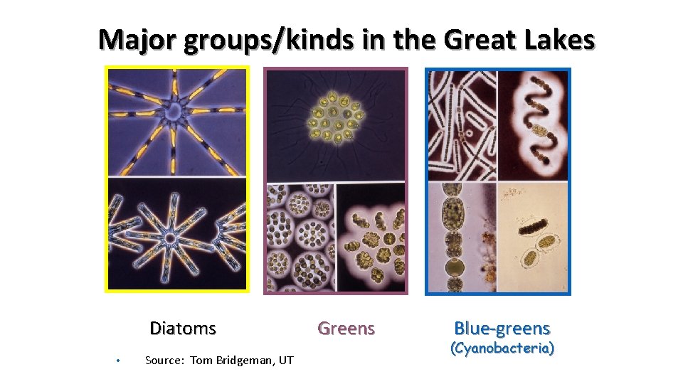 Major groups/kinds in the Great Lakes Diatoms • Source: Tom Bridgeman, UT Greens Blue-greens