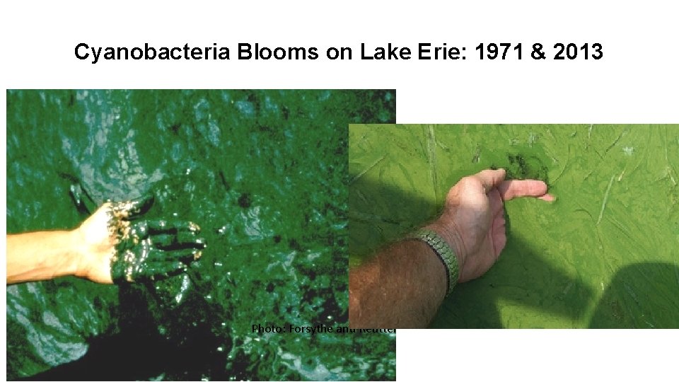 Cyanobacteria Blooms on Lake Erie: 1971 & 2013 Photo: Forsythe and Reutter 