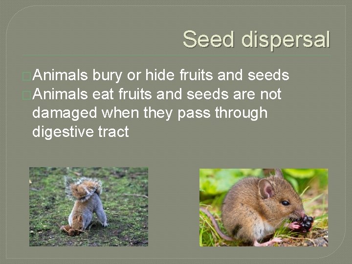 Seed dispersal �Animals bury or hide fruits and seeds �Animals eat fruits and seeds