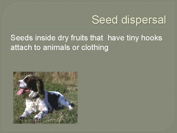 Seed dispersal Seeds inside dry fruits that have tiny hooks attach to animals or