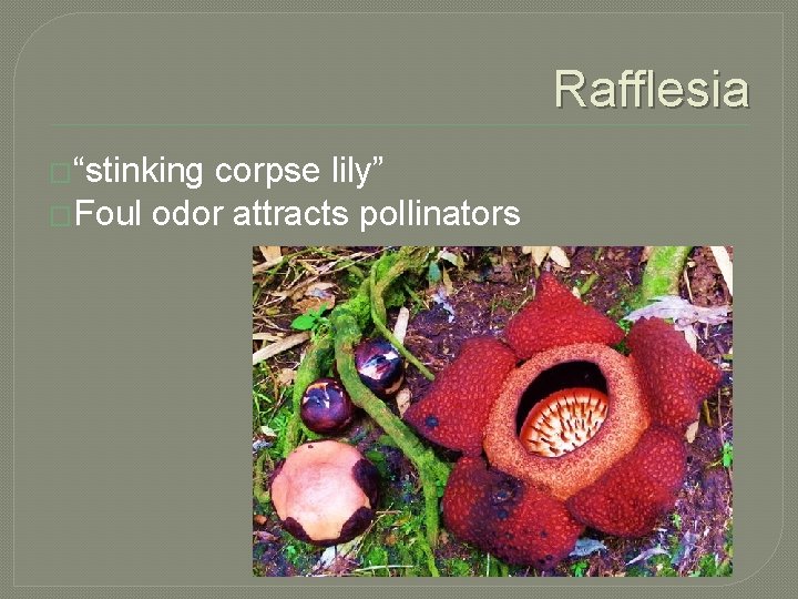 Rafflesia �“stinking corpse lily” �Foul odor attracts pollinators 
