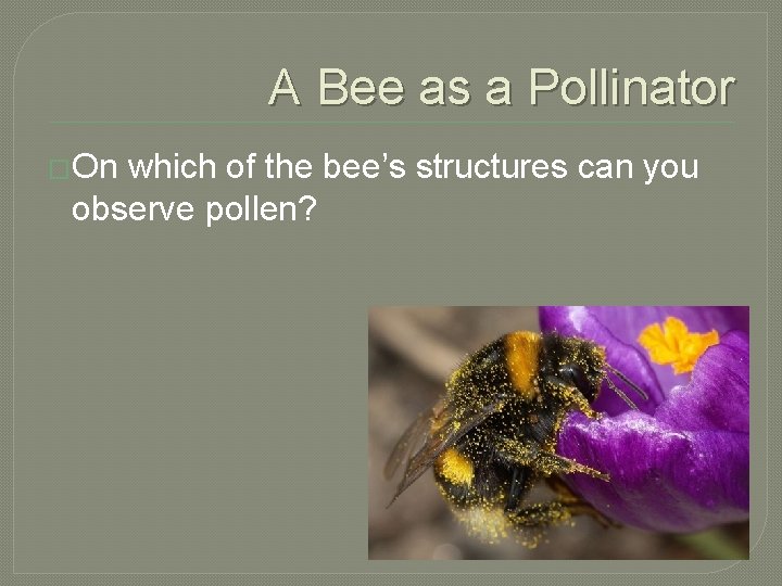 A Bee as a Pollinator �On which of the bee’s structures can you observe