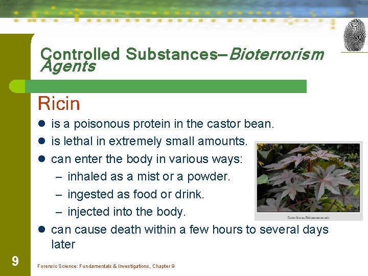 Controlled Substances—Bioterrorism Agents Ricin l is a poisonous protein in the castor bean. l