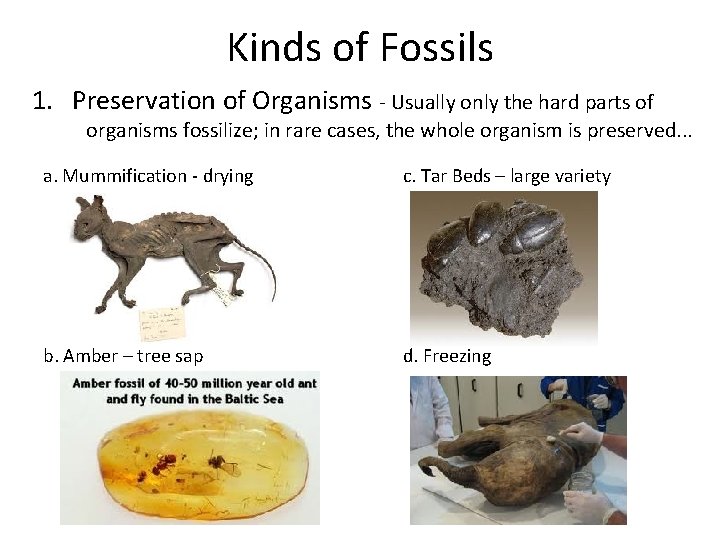 Kinds of Fossils 1. Preservation of Organisms - Usually only the hard parts of