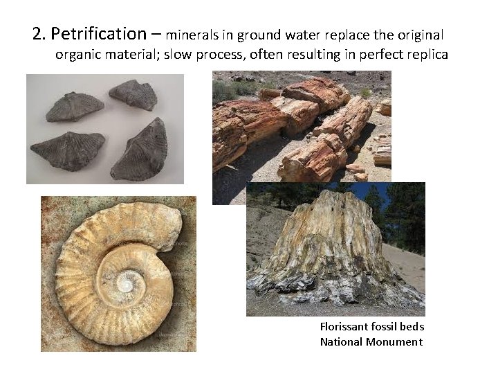 2. Petrification – minerals in ground water replace the original organic material; slow process,