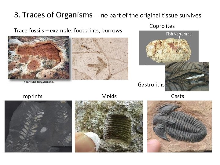 3. Traces of Organisms – no part of the original tissue survives Trace fossils