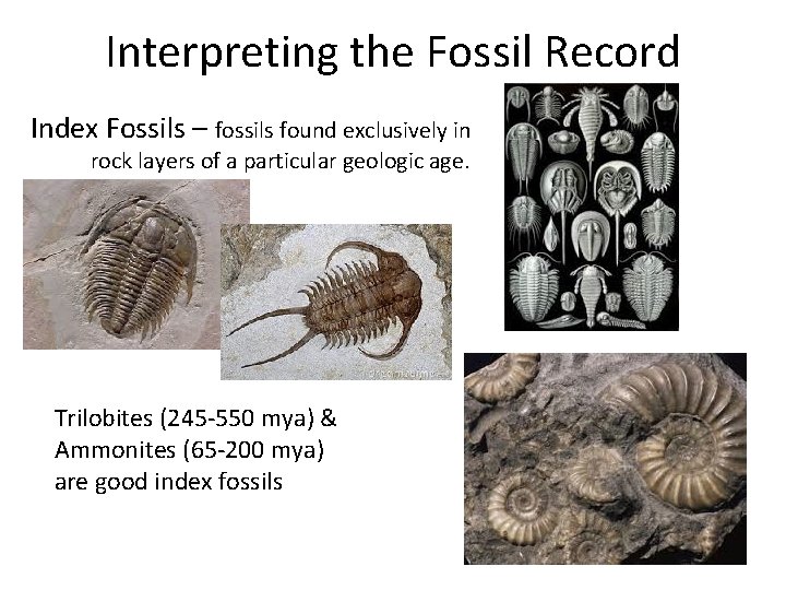 Interpreting the Fossil Record Index Fossils – fossils found exclusively in rock layers of