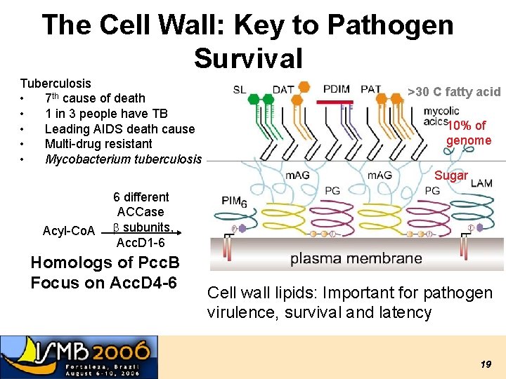 The Cell Wall: Key to Pathogen Survival Tuberculosis • 7 th cause of death The Cell Wall: Key to Pathogen Survival Tuberculosis • 7 th cause of death