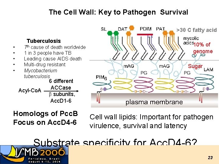 The Cell Wall: Key to Pathogen Survival >30 C fatty acid Tuberculosis • • The Cell Wall: Key to Pathogen Survival >30 C fatty acid Tuberculosis • •