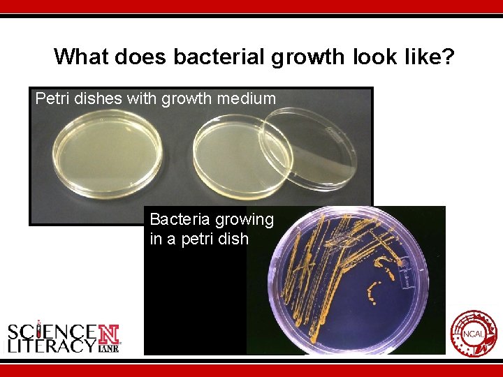 What does bacterial growth look like? Petri dishes with growth medium Bacteria growing in