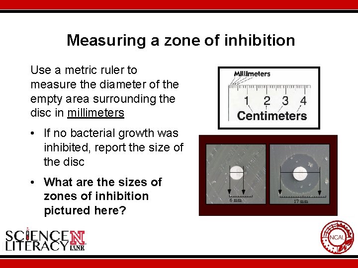 Measuring a zone of inhibition Use a metric ruler to measure the diameter of