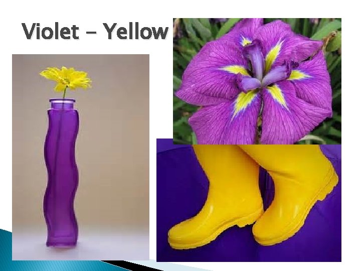 Violet - Yellow 