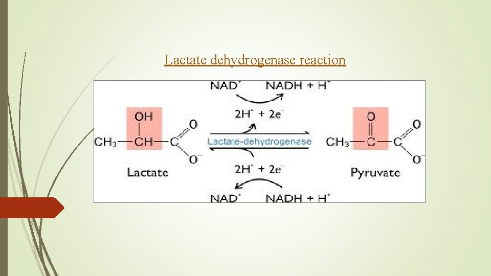 Lactate dehydrogenase reaction 