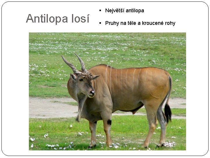 Antilopa losí § Největší antilopa § Pruhy na těle a kroucené rohy 