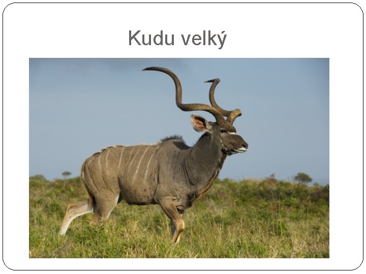 Kudu velký 