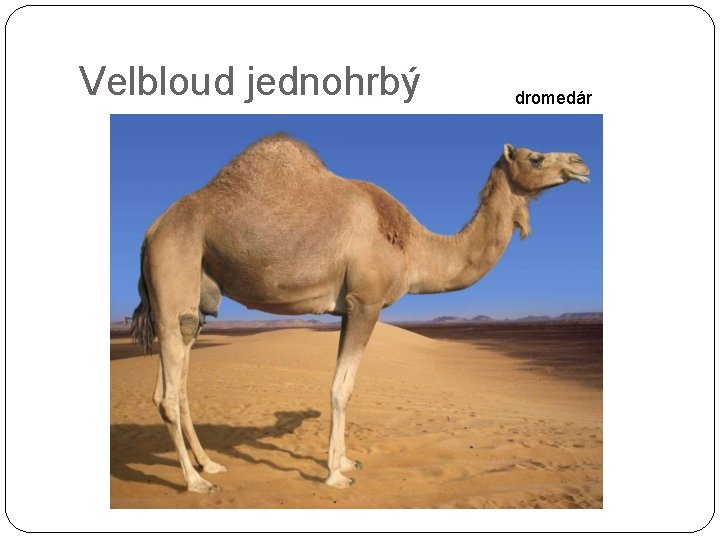 Velbloud jednohrbý dromedár 