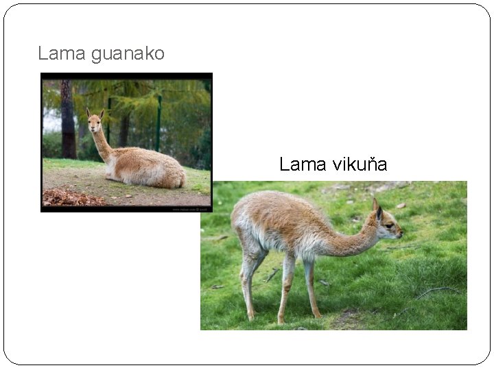 Lama guanako Lama vikuňa 