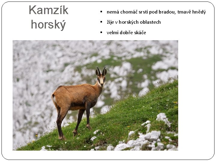 Kamzík horský § nemá chomáč srsti pod bradou, tmavě hnědý § žije v horských